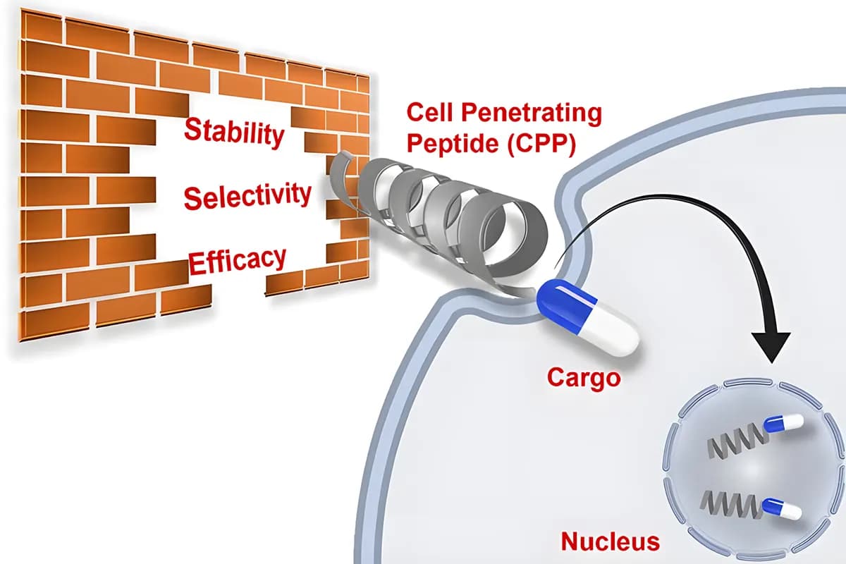 Design Strategy for Cell Penetrating Peptides